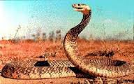 /album/desert-ecosystem/downloadedfile-1-jpeg/