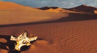 /album/desert-ecosystem/desert5-jpg/