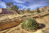 /album/desert-ecosystem/deserts-near-snow-canyon-jpg/