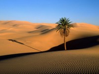 /album/desert-ecosystem/lone-palm-sahara-desert-jpg/