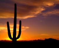 /album/desert-ecosystem/a070333-m-jpg/